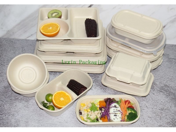 What is the future development of bagasse (pulp molded) lunch boxes?